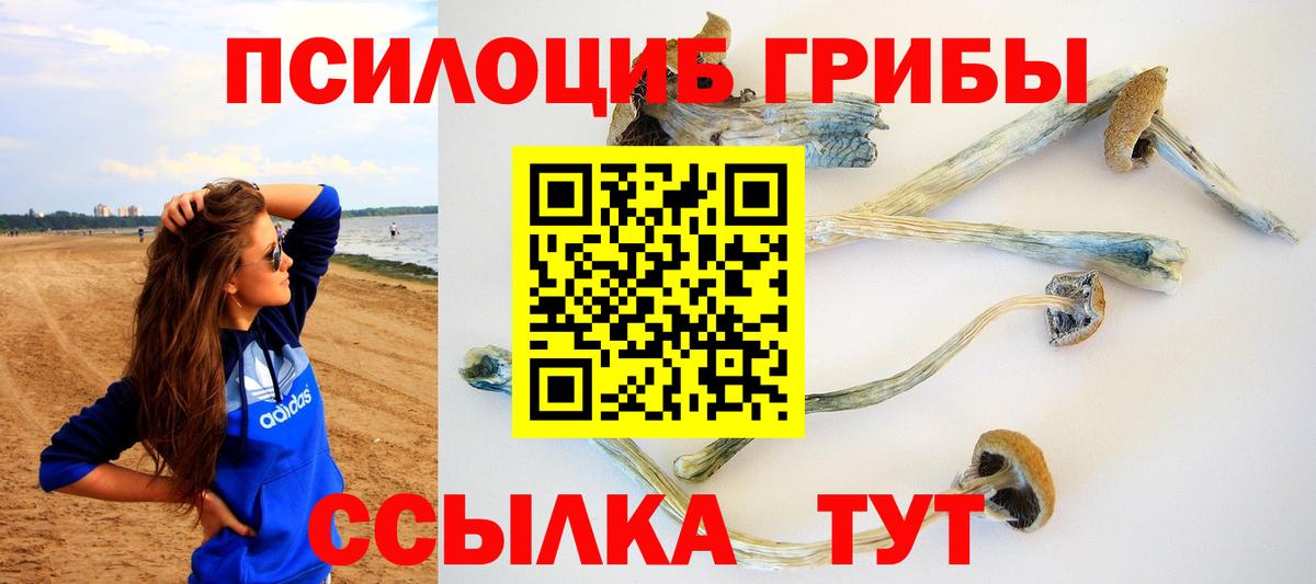 Псилоцибиновые грибы Psilocybe Можайск
